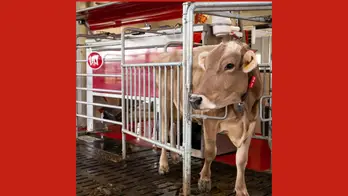Smarter dairy farms where robots milk the cows